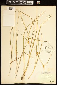 Carex cryptolepis image
