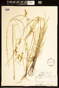 Carex cryptolepis image