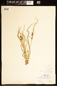 Carex cryptolepis image