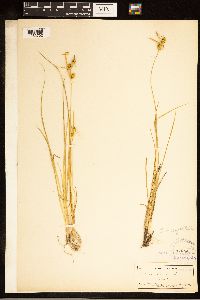 Carex cryptolepis image