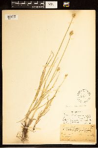 Carex cumulata image