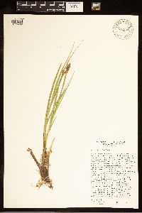Carex cusickii image
