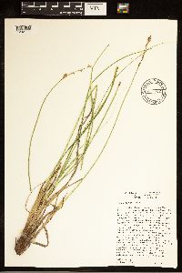 Carex cusickii image