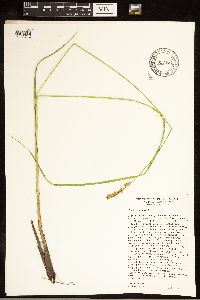 Carex cusickii image