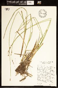 Carex cusickii image