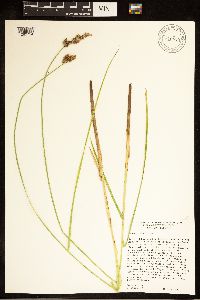 Carex cusickii image