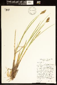 Carex cusickii image