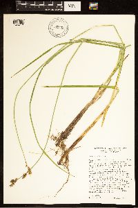 Carex cusickii image