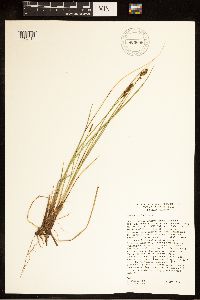 Carex cusickii image