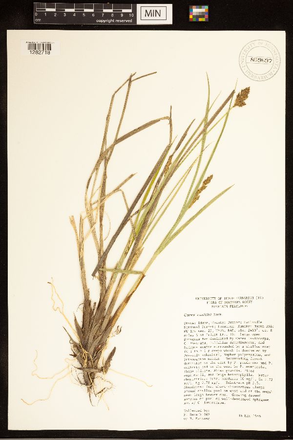 Carex cusickii image