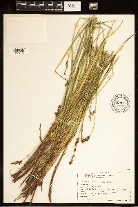 Carex cusickii image