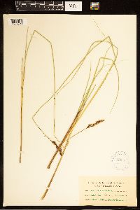 Carex cusickii image