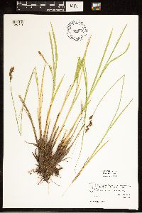 Carex cusickii image