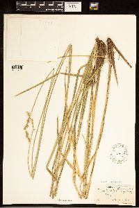 Carex cusickii image