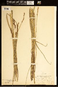 Carex cusickii image
