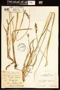 Carex cusickii image