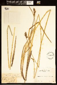 Carex cusickii image