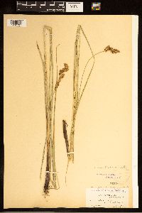Carex cusickii image