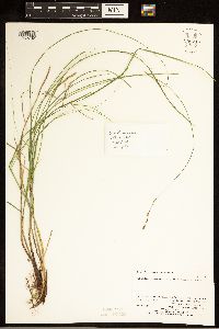 Carex bromoides image