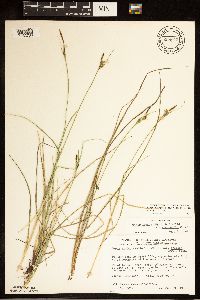 Carex livida image