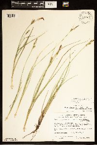 Carex livida image