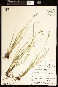 Carex livida image