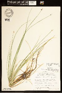 Carex livida image