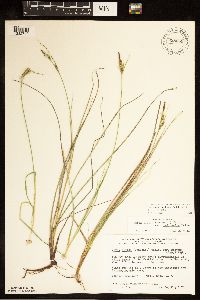 Carex livida image