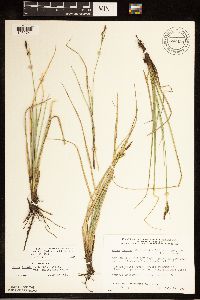 Carex livida image