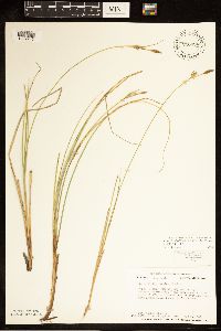 Carex livida image