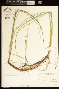 Carex livida image