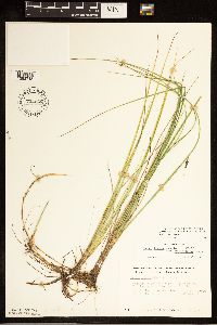 Carex livida image