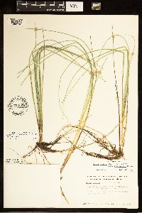 Carex livida image