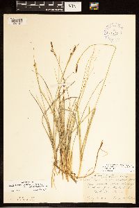 Carex livida image