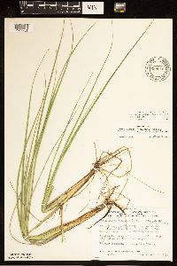 Carex livida image