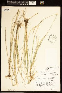 Carex livida image