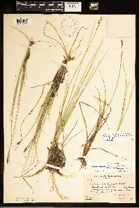 Carex livida image