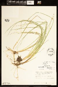 Carex livida image