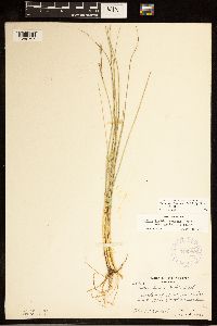 Carex livida image
