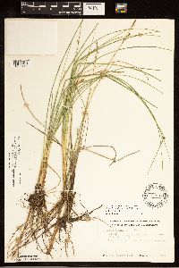 Carex livida image