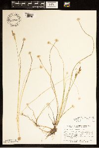 Carex livida image