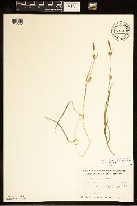 Carex tetanica image