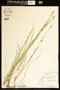 Carex tetanica image