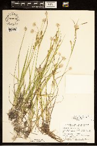 Carex tetanica image