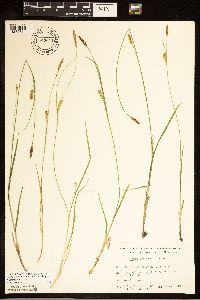 Carex tetanica image