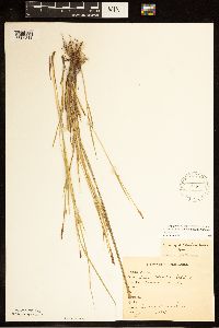 Carex tetanica image