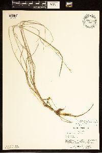 Carex tetanica image