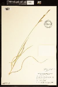 Carex tetanica image