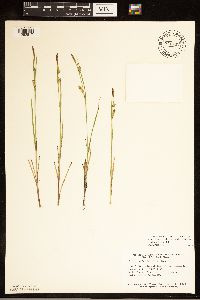 Carex tetanica image