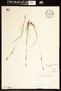 Carex tetanica image